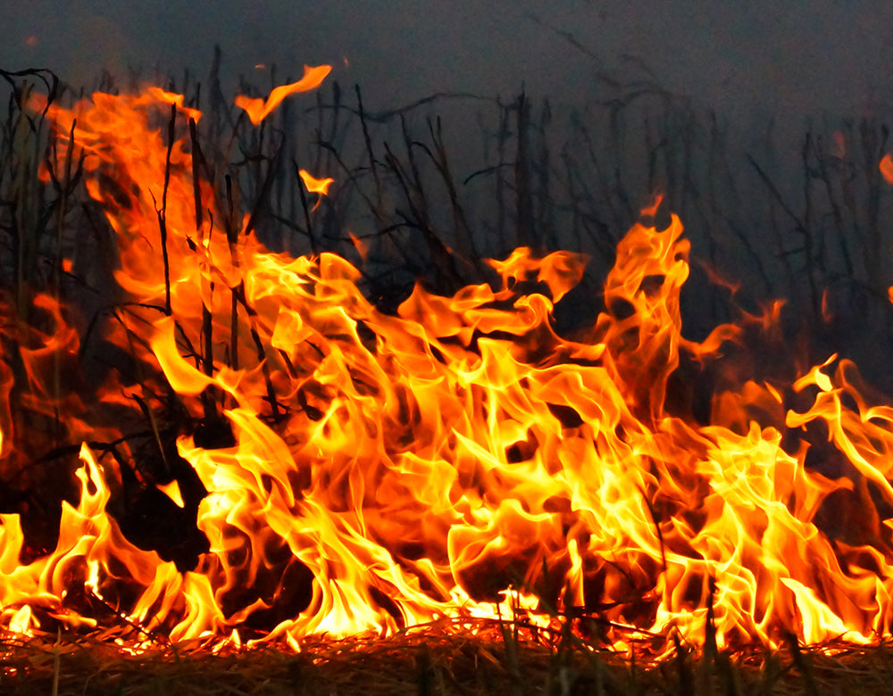 How seals can help prevent future bushfire damage and why they are mandatory