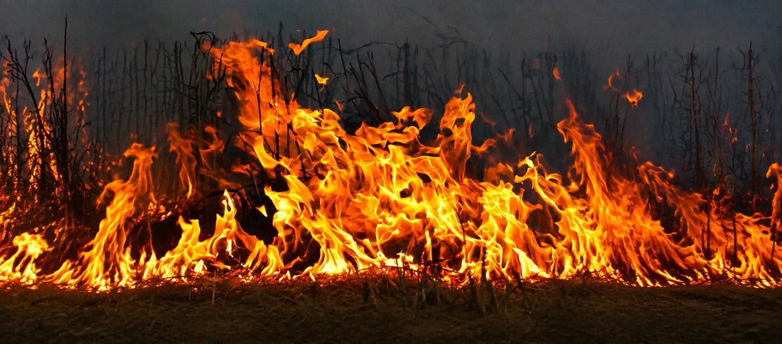 How seals can help prevent future bushfire damage and why they are mandatory