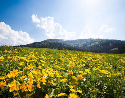 Let it breathe: How to welcome spring and summer into your home