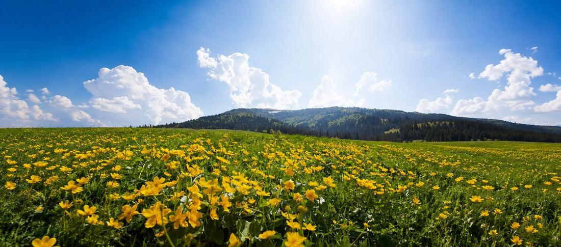 Let it breathe: How to welcome spring and summer into your home