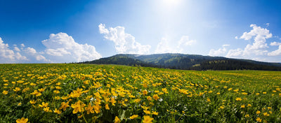 Let it breathe: How to welcome spring and summer into your home